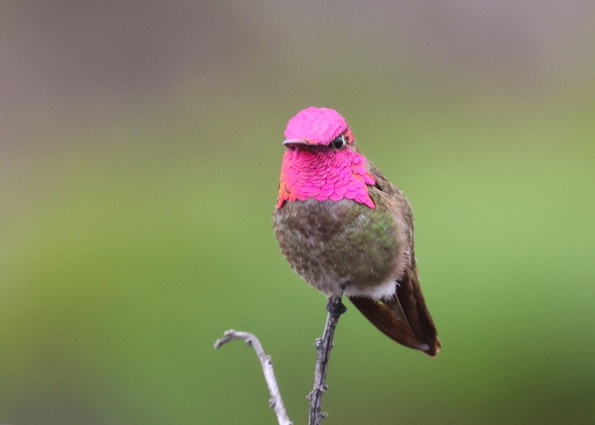 Anna's Hummingbird - ML618407689
