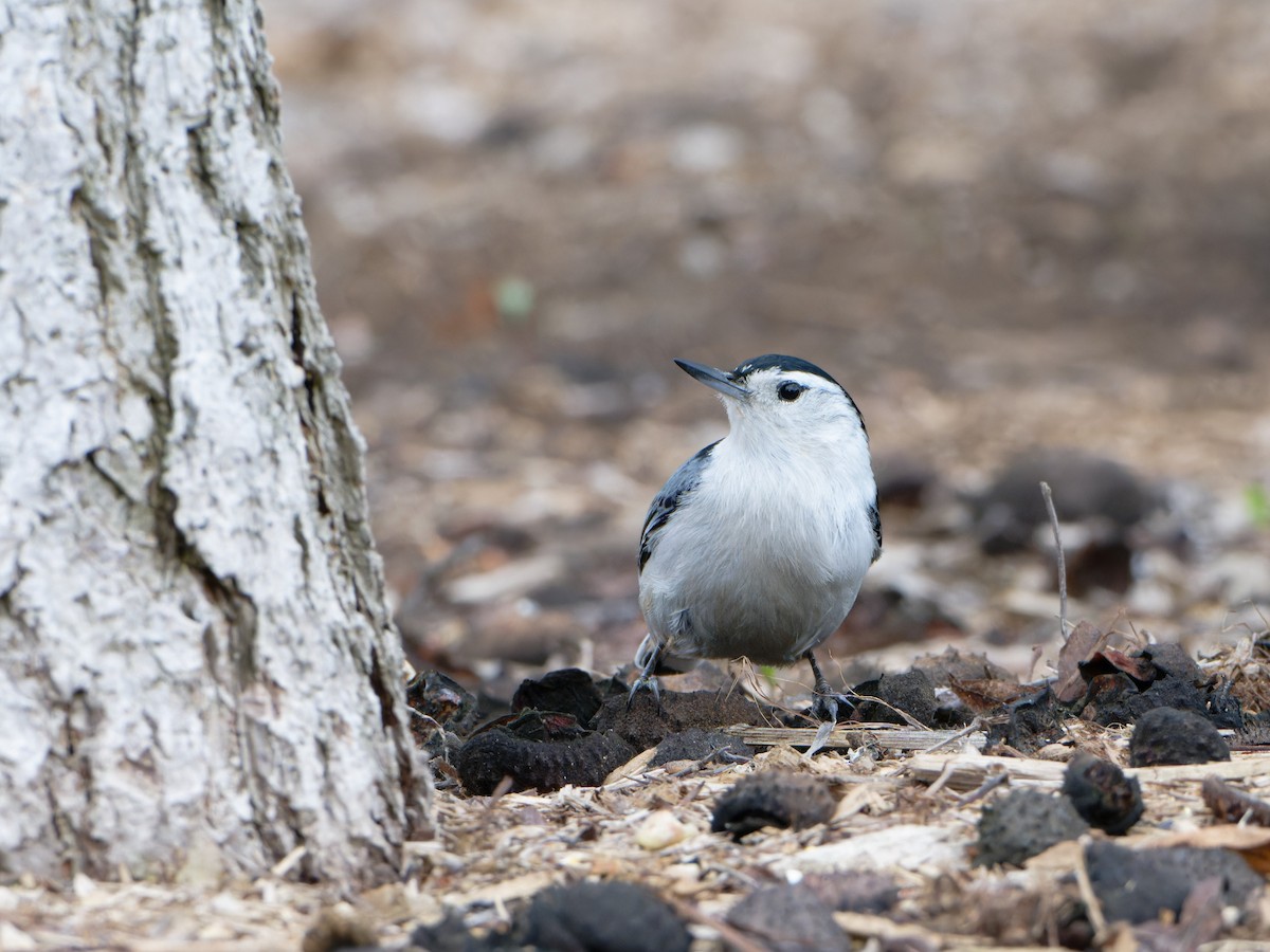 White-breasted Nuthatch - ML618407692