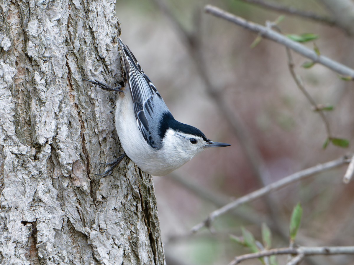 White-breasted Nuthatch - Alan Van Norman