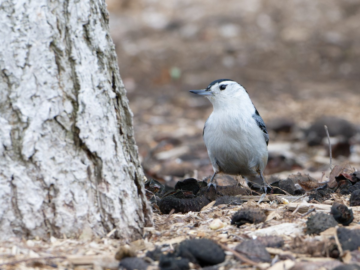 White-breasted Nuthatch - ML618407694