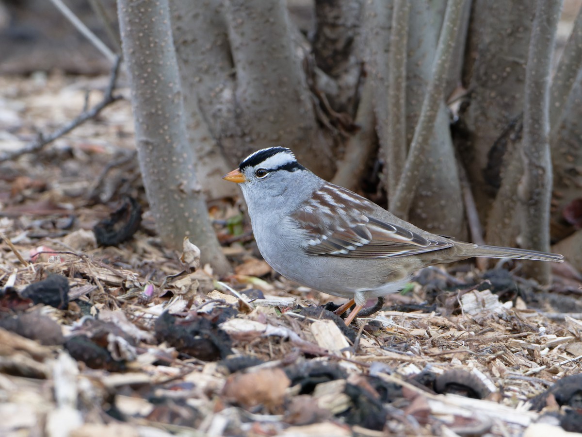 White-crowned Sparrow - ML618407702