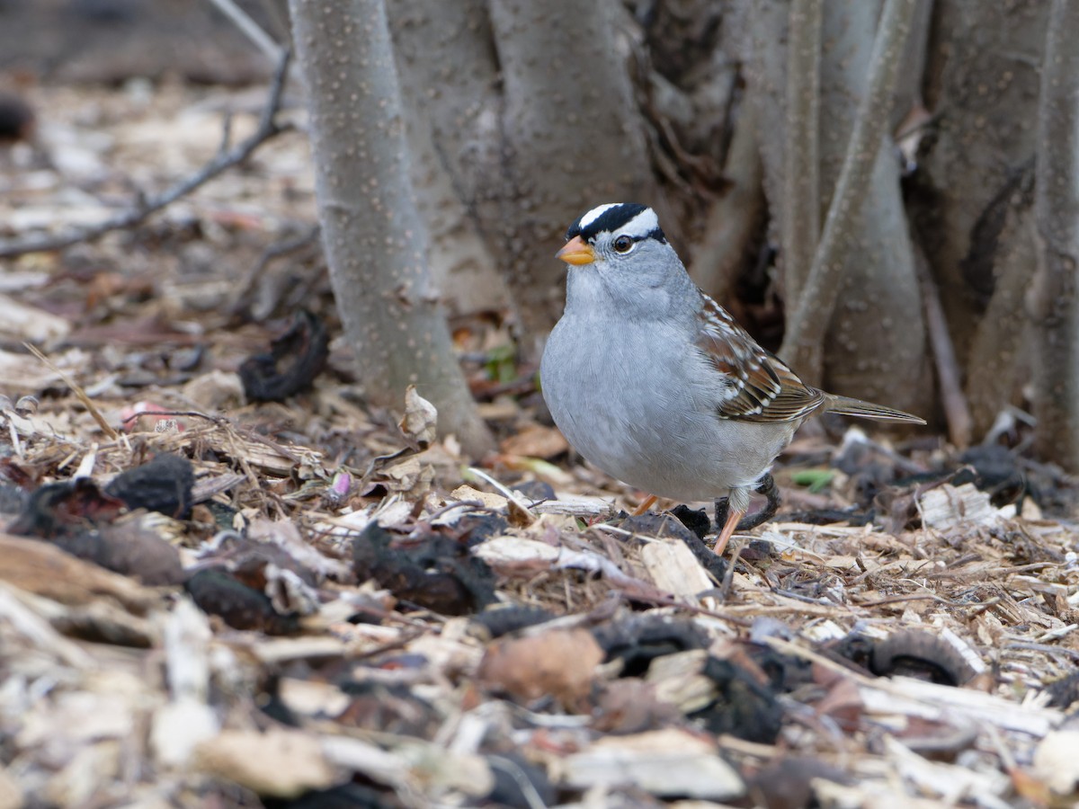 White-crowned Sparrow - Alan Van Norman
