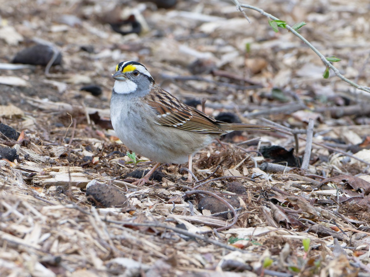 White-throated Sparrow - ML618407714