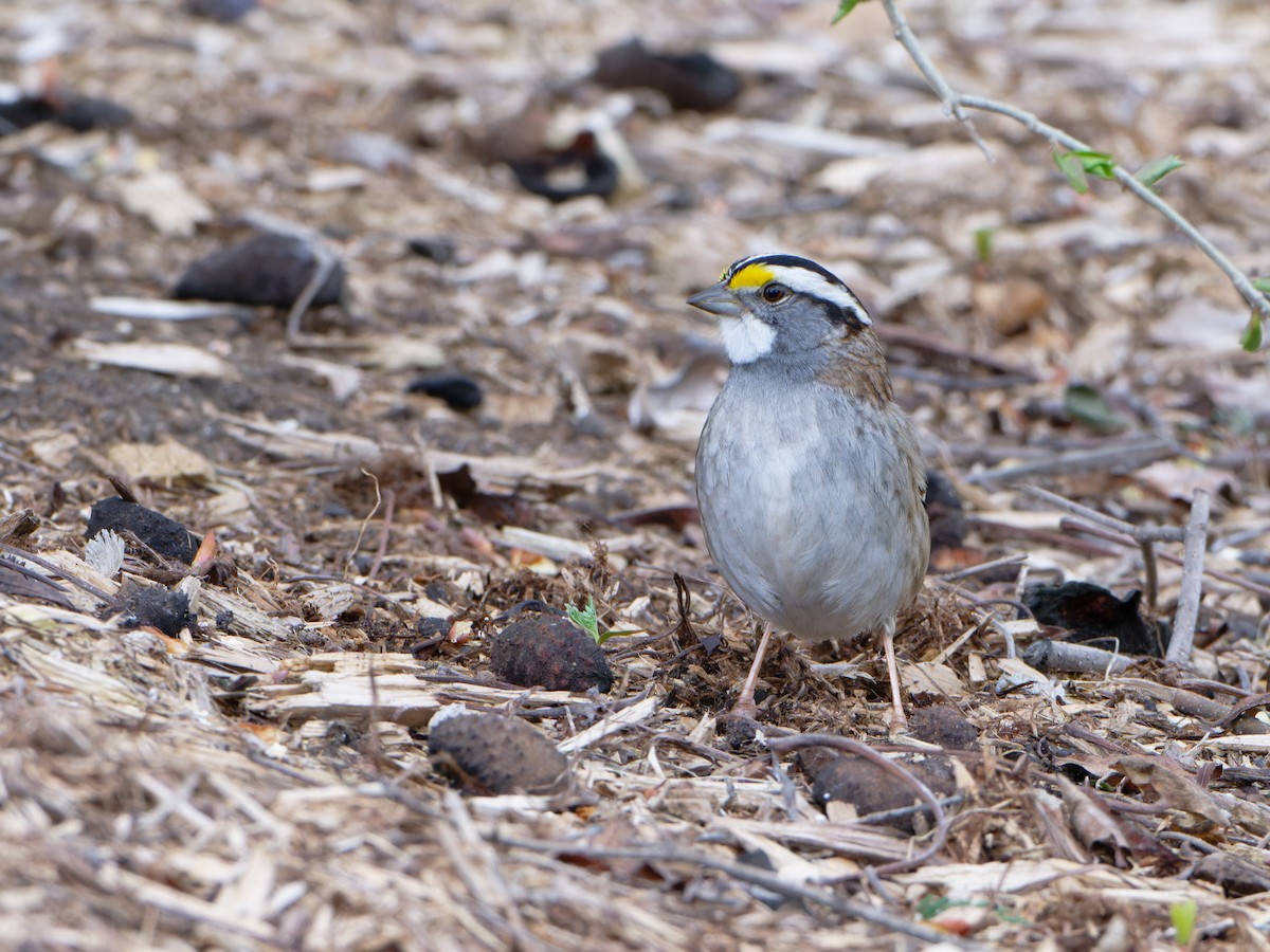White-throated Sparrow - ML618407715