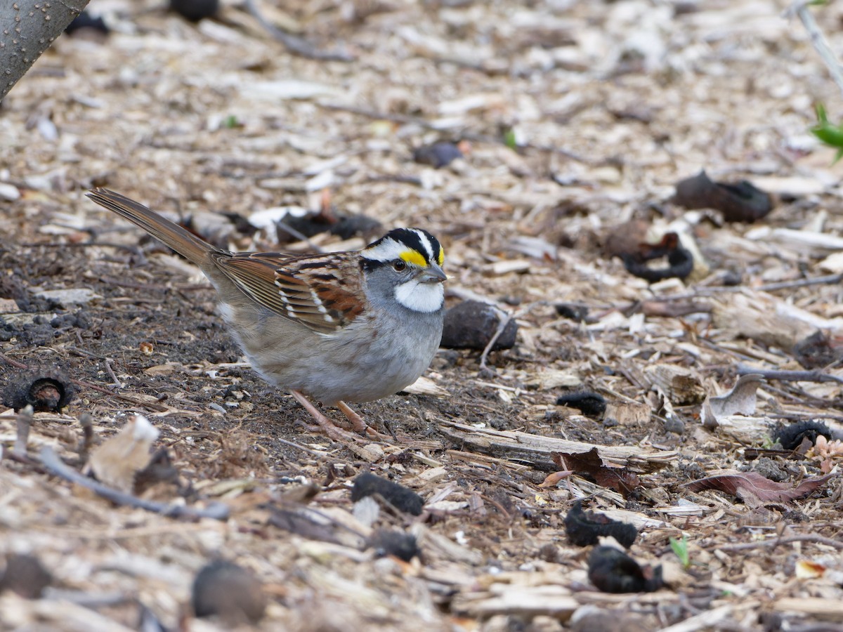 White-throated Sparrow - Alan Van Norman