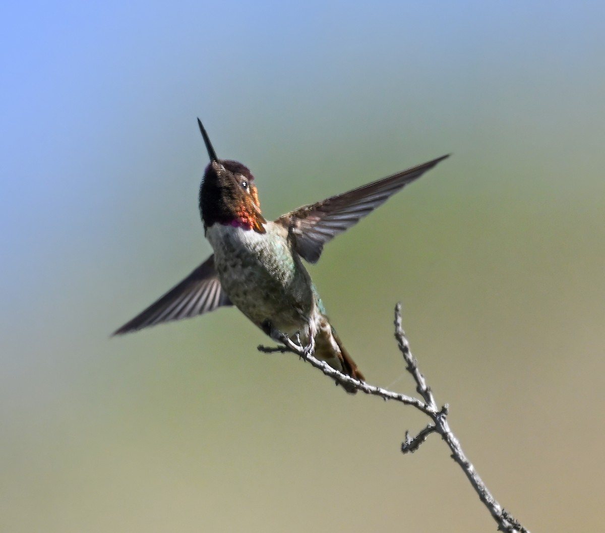 Anna's Hummingbird - ML618407724