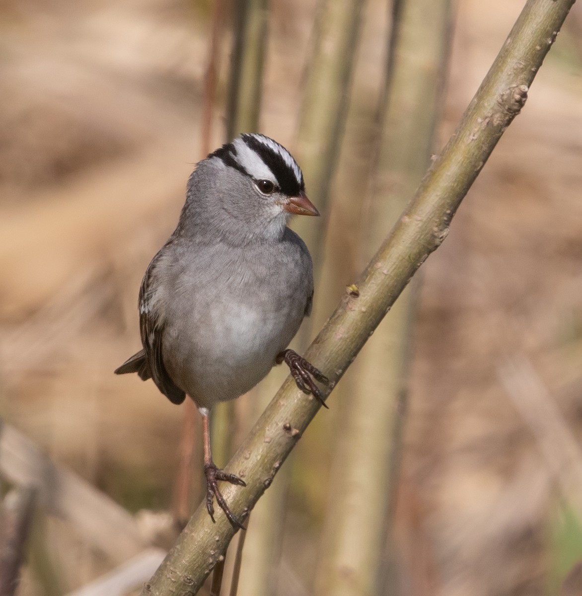 White-crowned Sparrow - ML618407725