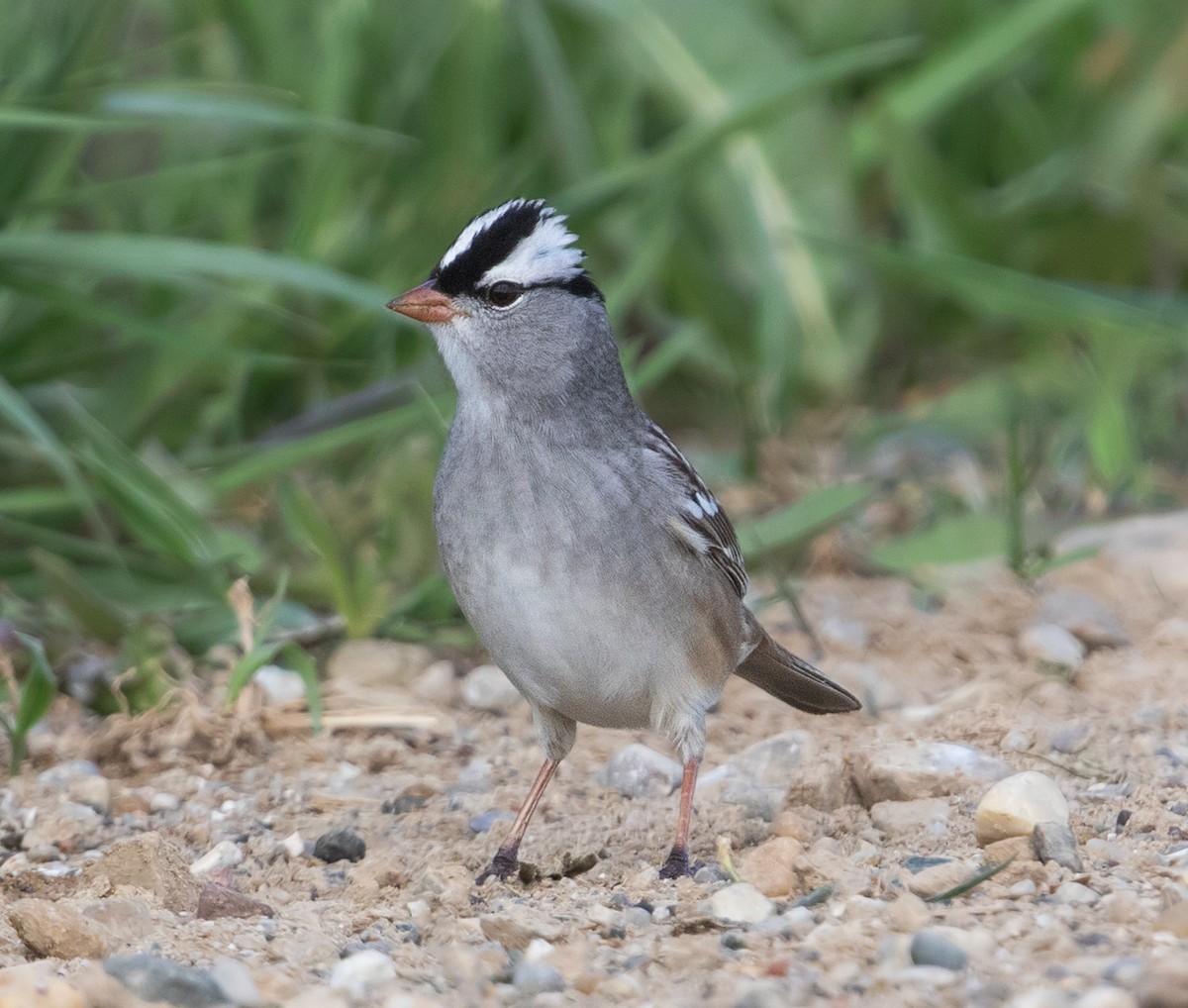 White-crowned Sparrow - ML618407729
