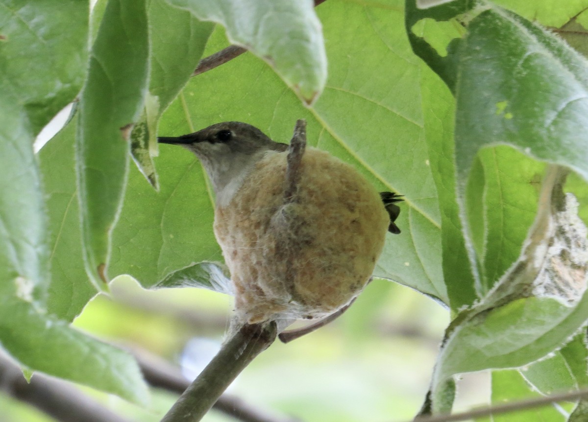 Black-chinned Hummingbird - ML618407731