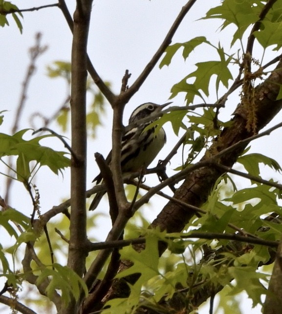 Black-and-white Warbler - ML618407733