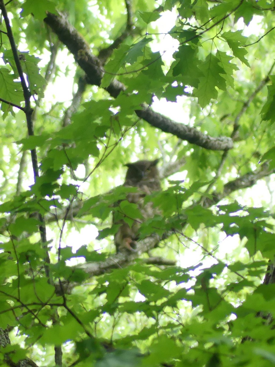 Great Horned Owl - ML618407740
