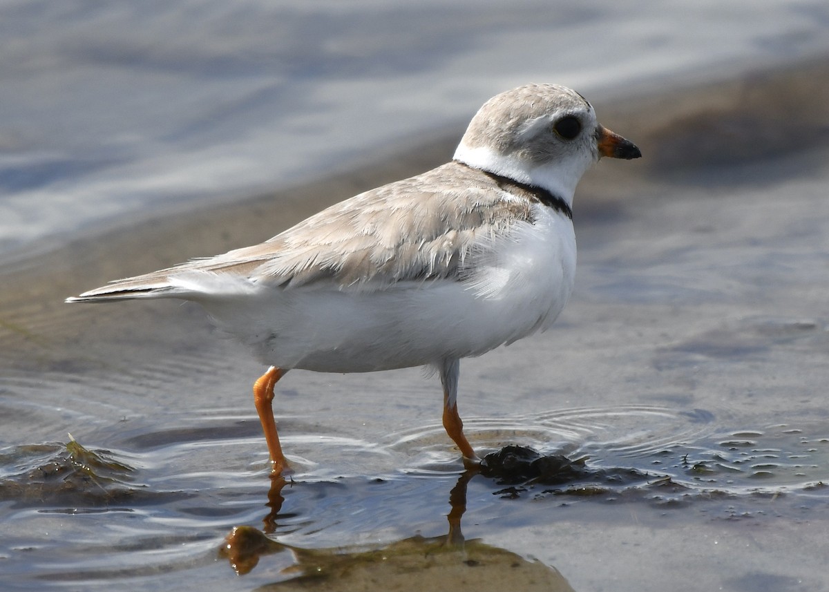 Piping Plover - ML618407772