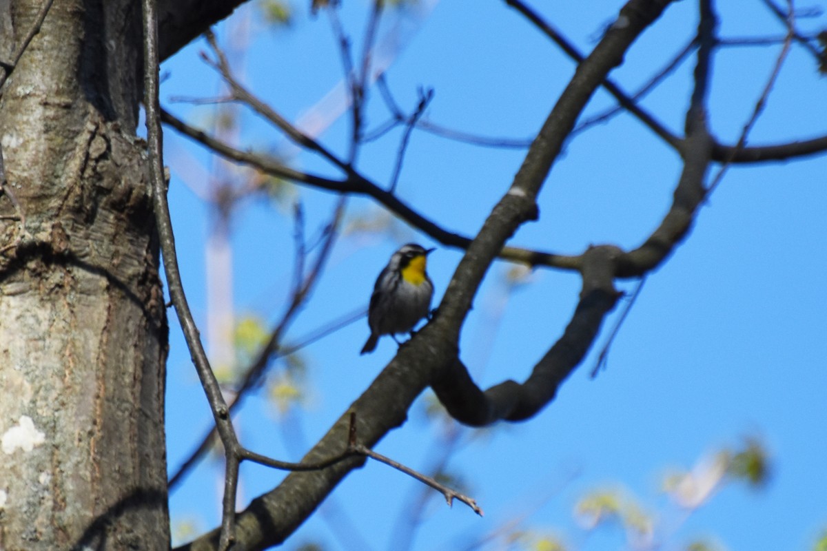 Yellow-throated Warbler - ML618407798