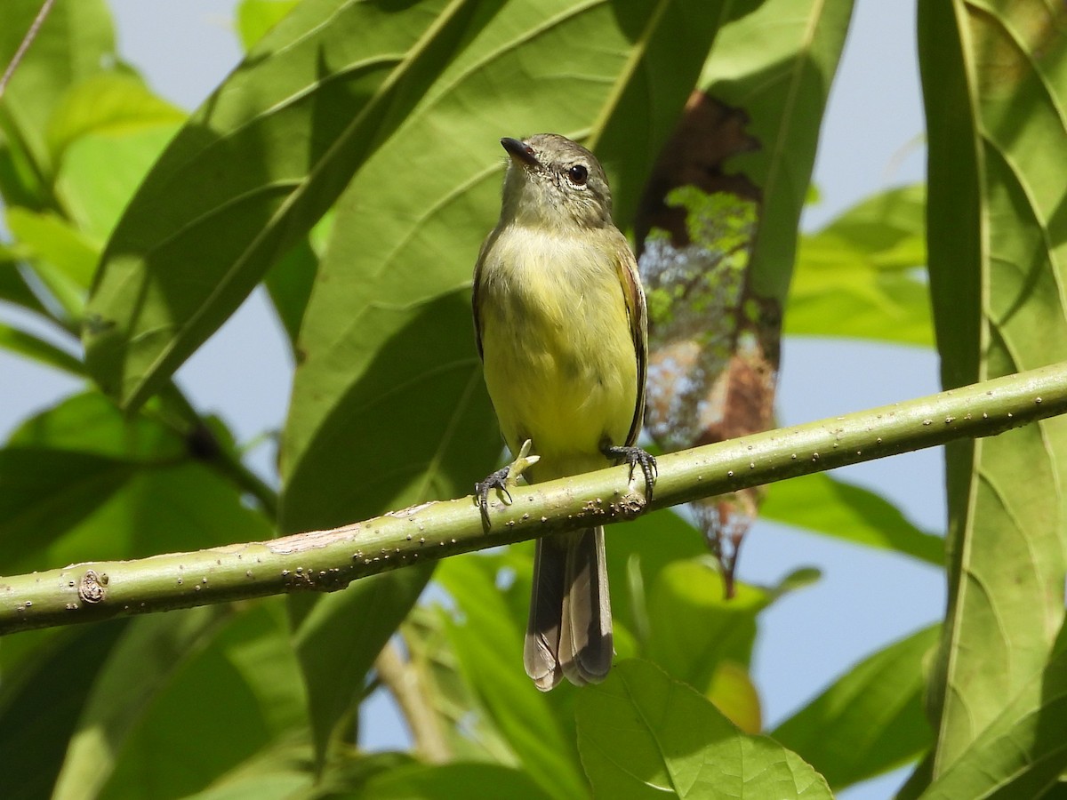 Yellow-crowned Tyrannulet - ML618407809