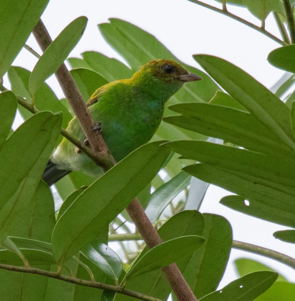 Rufous-winged Tanager - ML618407812