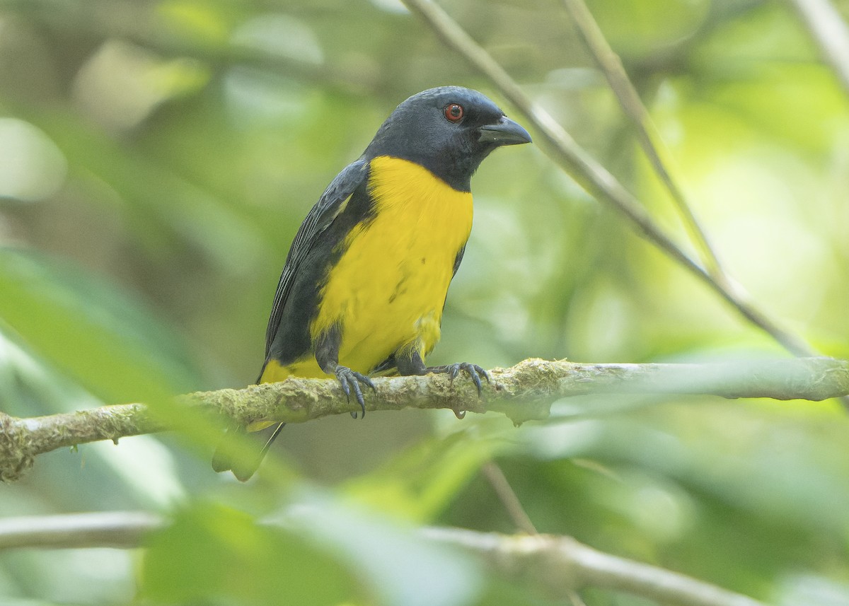 Blue-and-gold Tanager - ML618407828