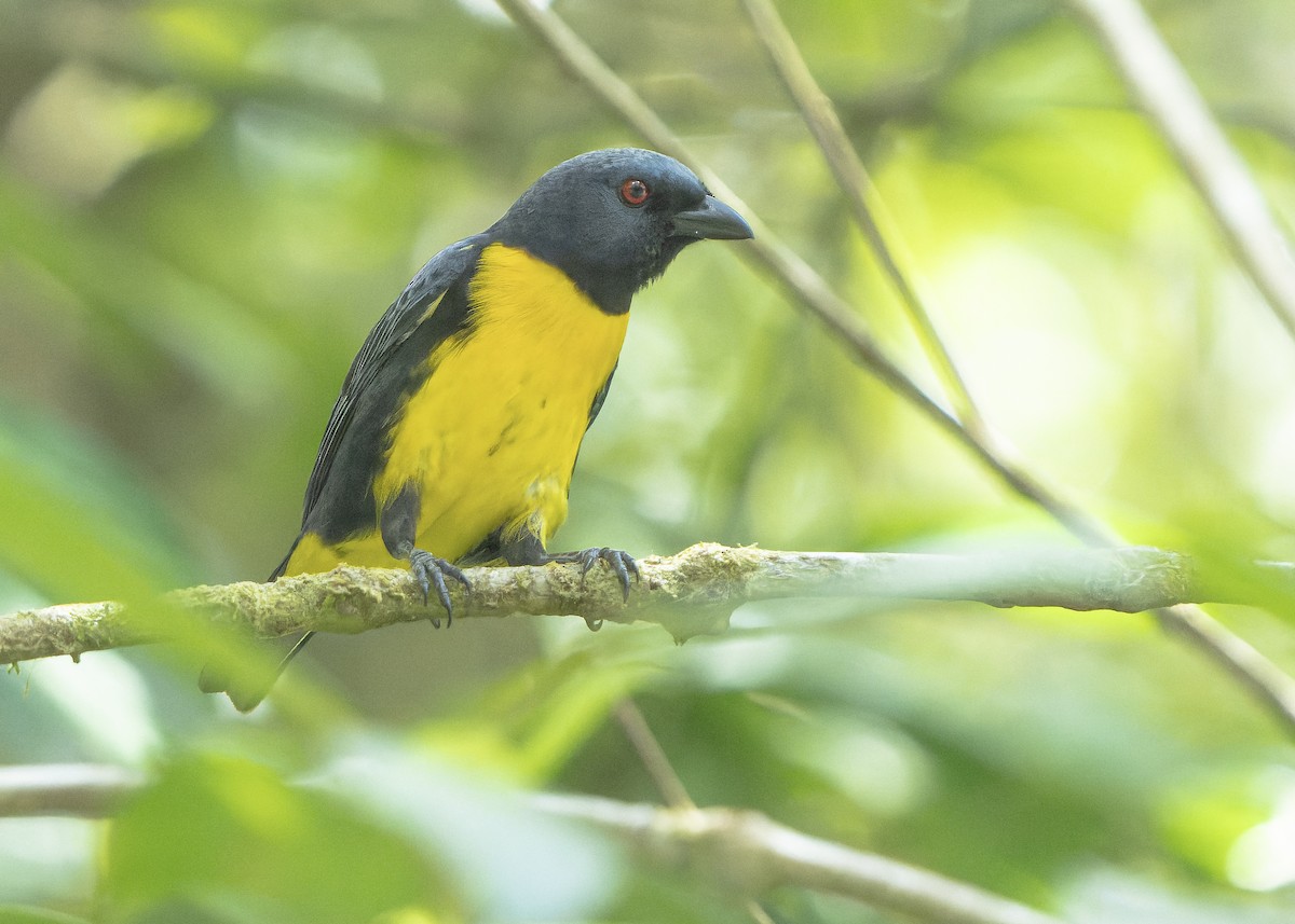 Blue-and-gold Tanager - ML618407829