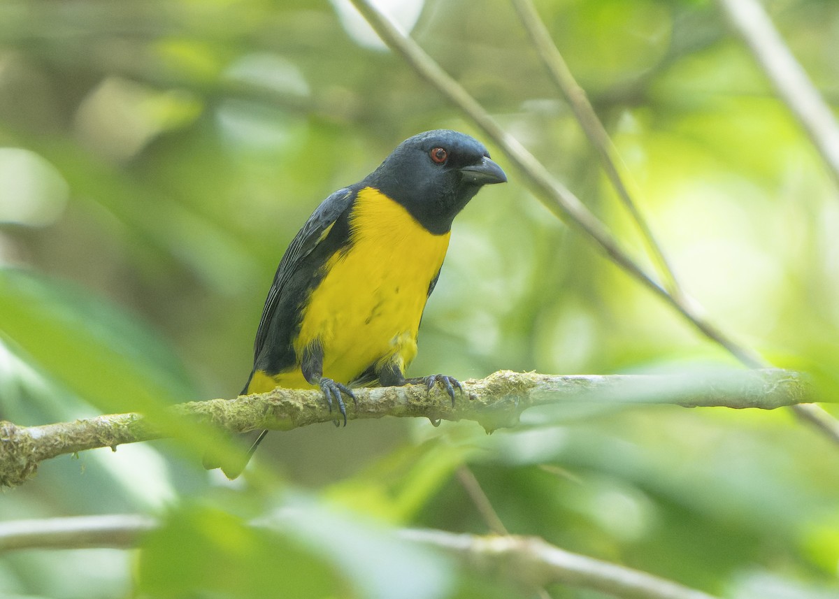 Blue-and-gold Tanager - ML618407830