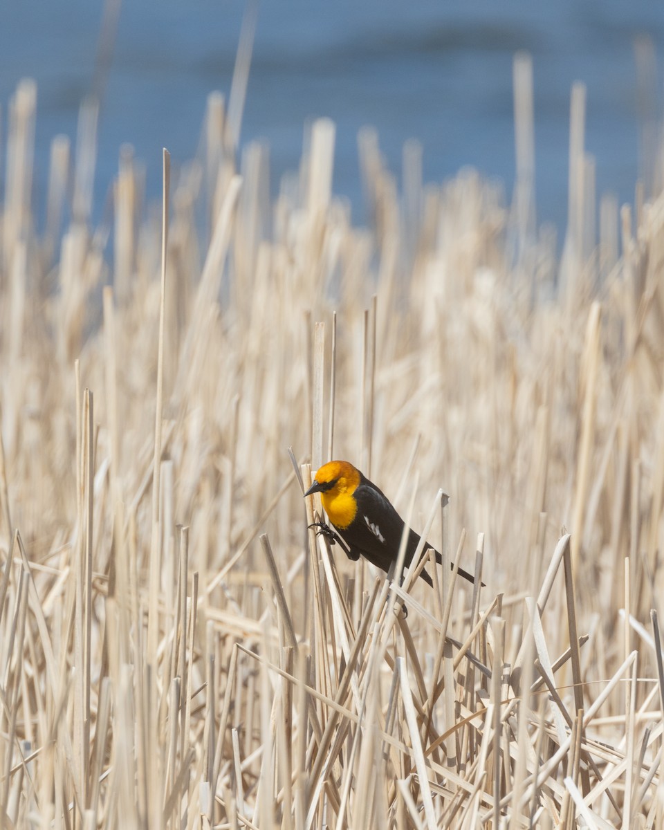 Yellow-headed Blackbird - Anya Auerbach