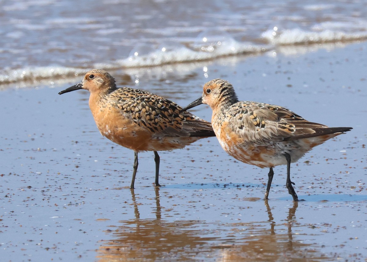 Red Knot - ML618407843