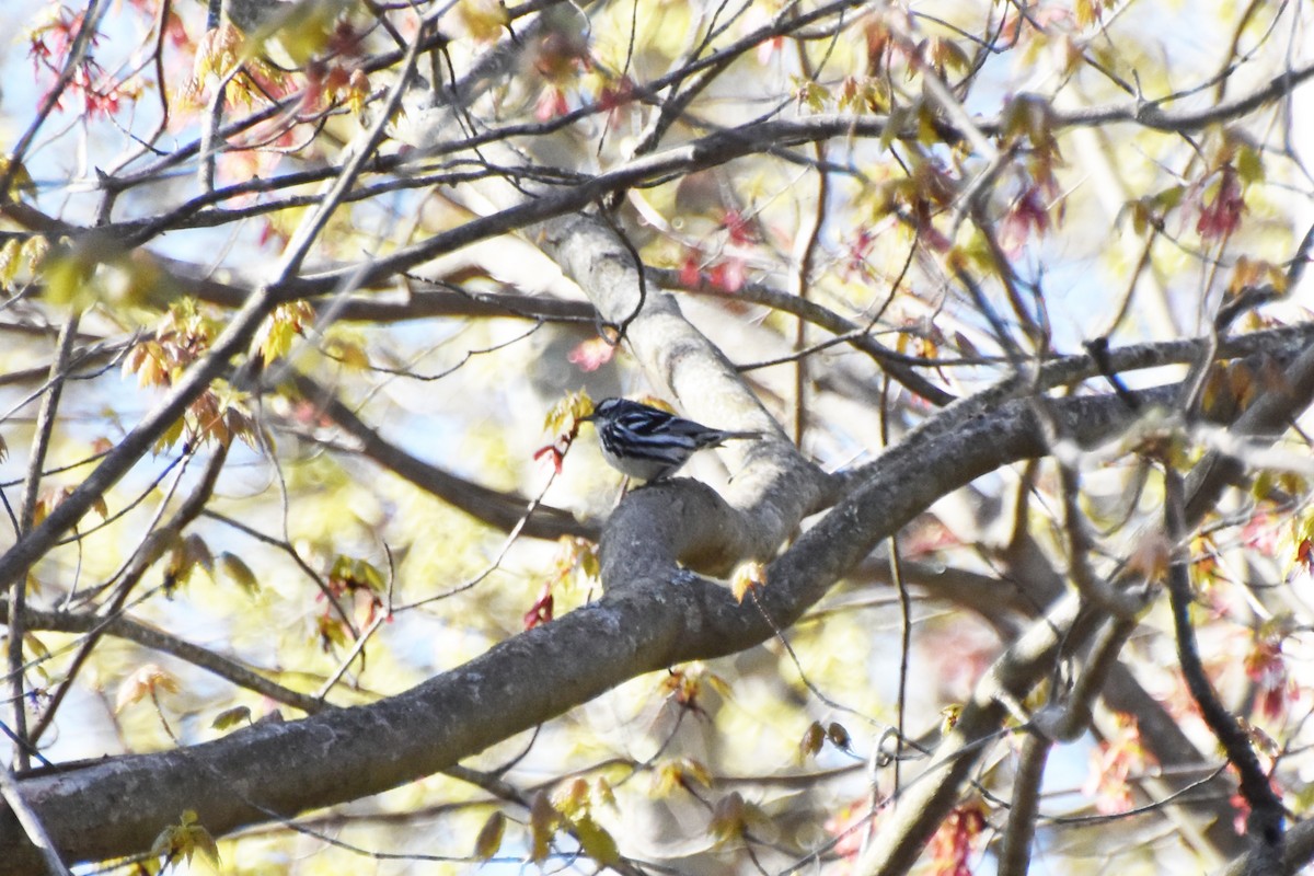 Black-and-white Warbler - ML618407853