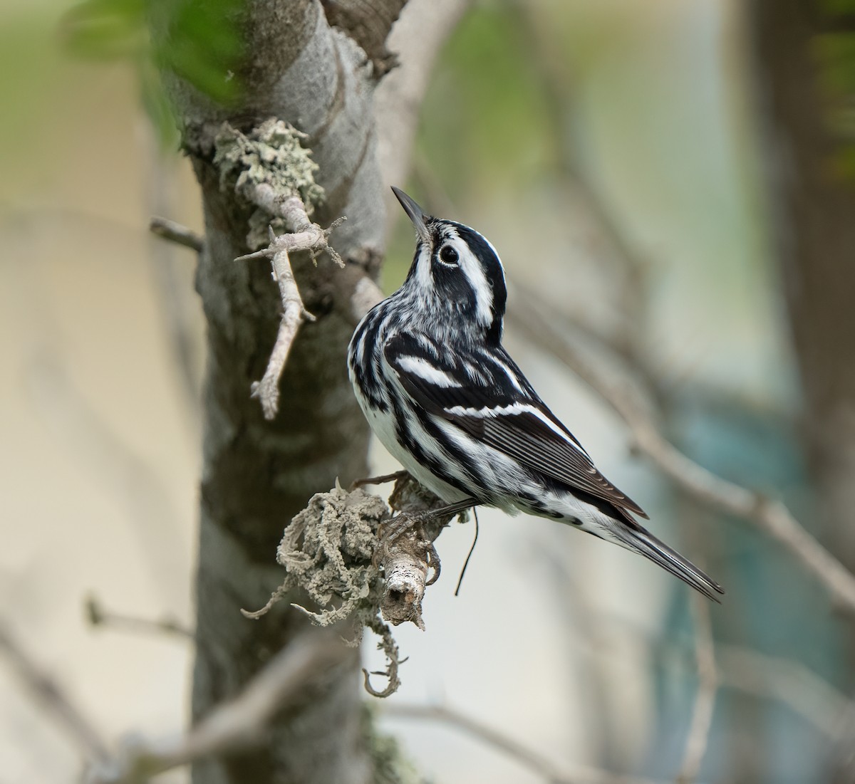 Black-and-white Warbler - ML618407873