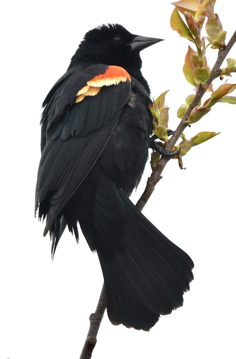 Red-winged Blackbird - ML618407874