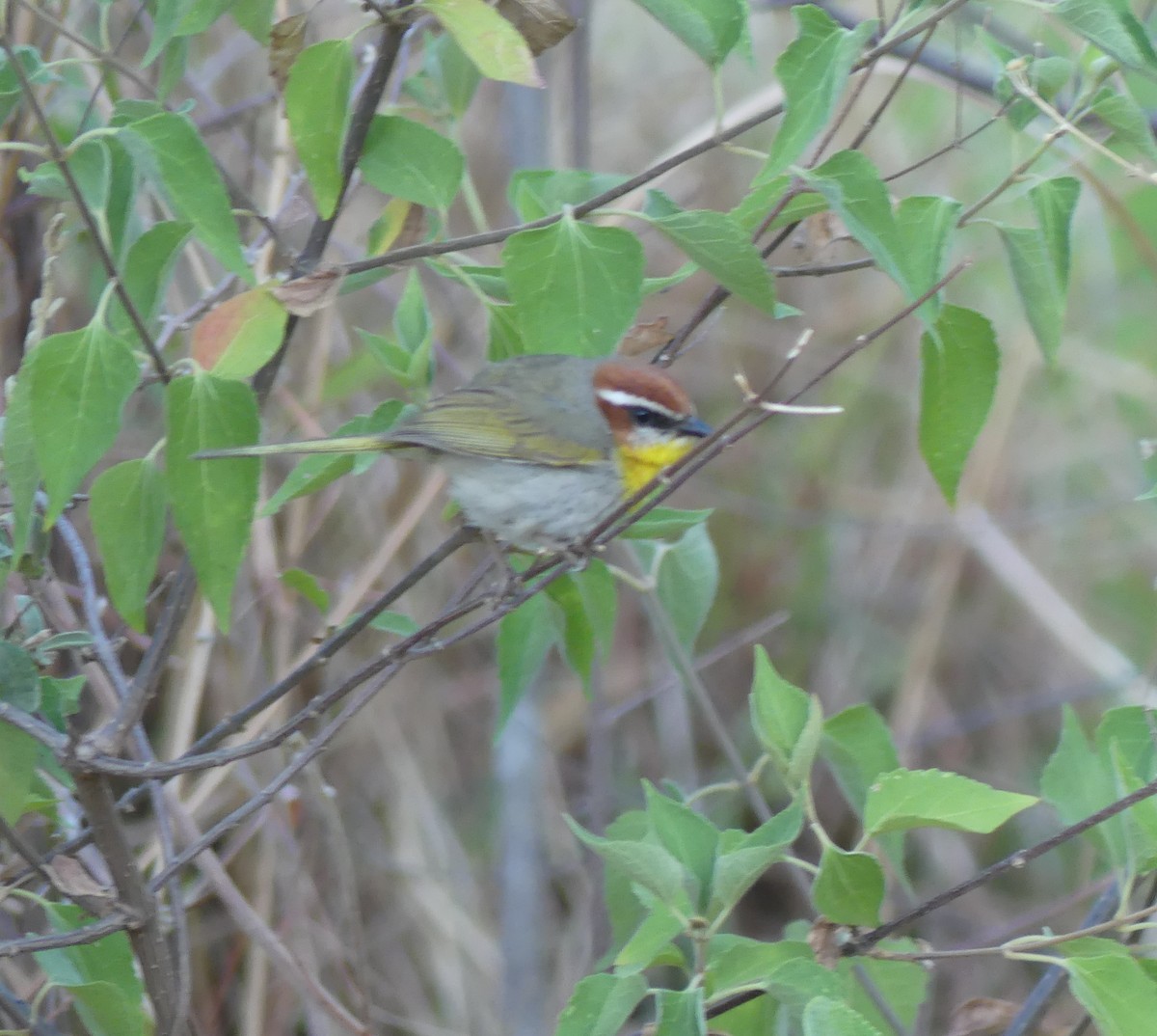 Rufous-capped Warbler - ML618407881