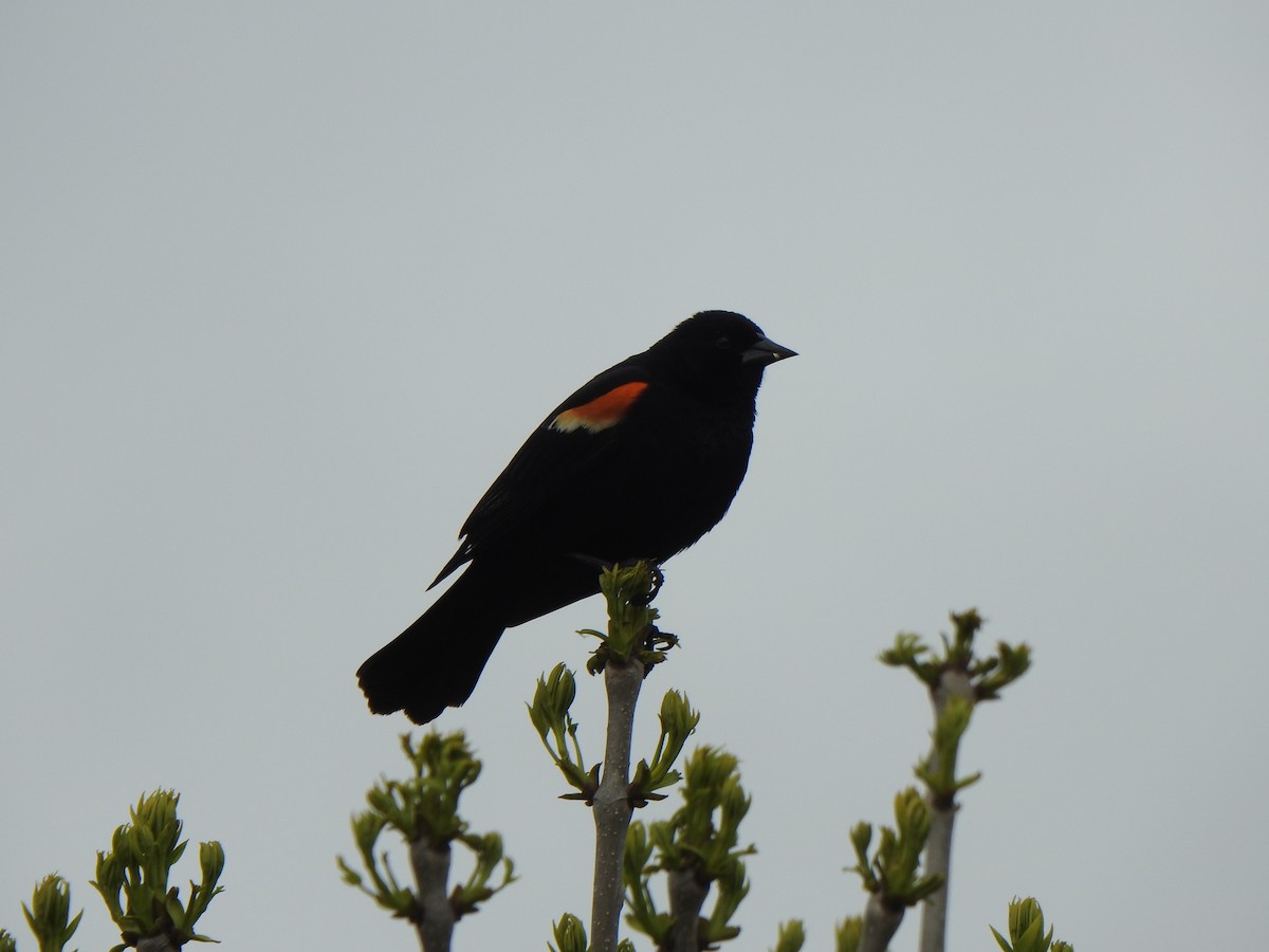 Red-winged Blackbird (Red-winged) - ML618407900
