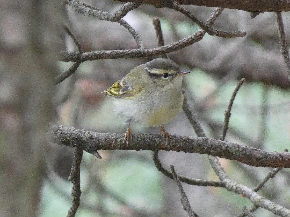 Hume's Warbler - ML618407913