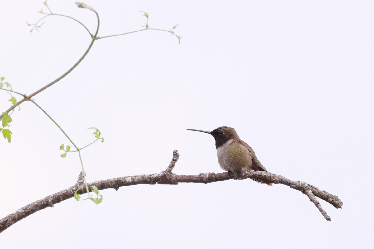 Black-chinned Hummingbird - ML618407916