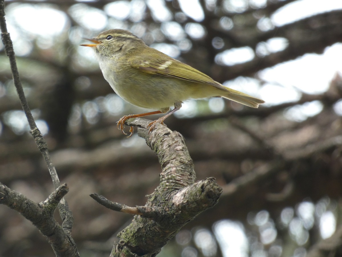Hume's Warbler - ML618407928