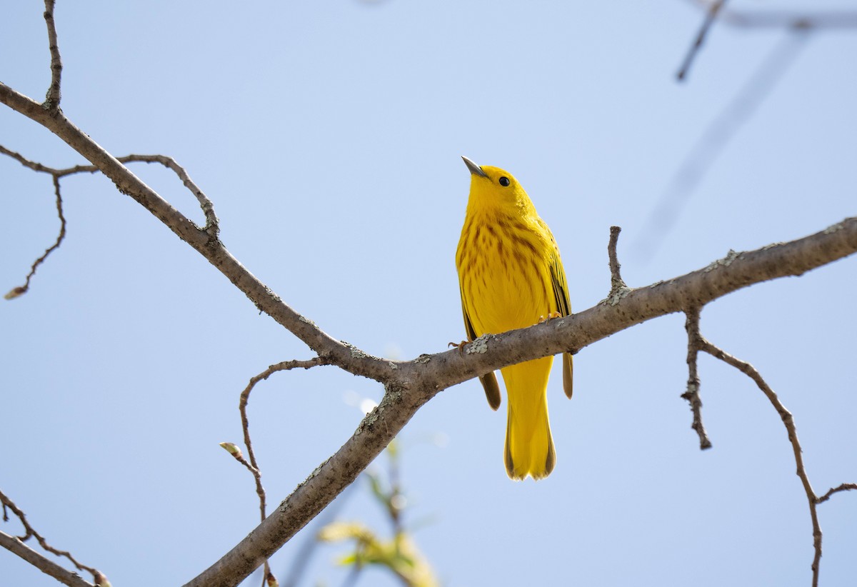Yellow Warbler - ML618407981