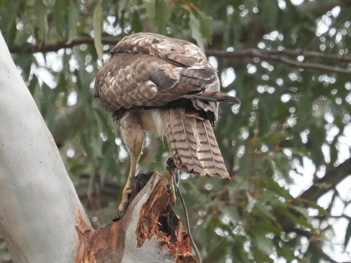 Red-tailed Hawk - ML618407982
