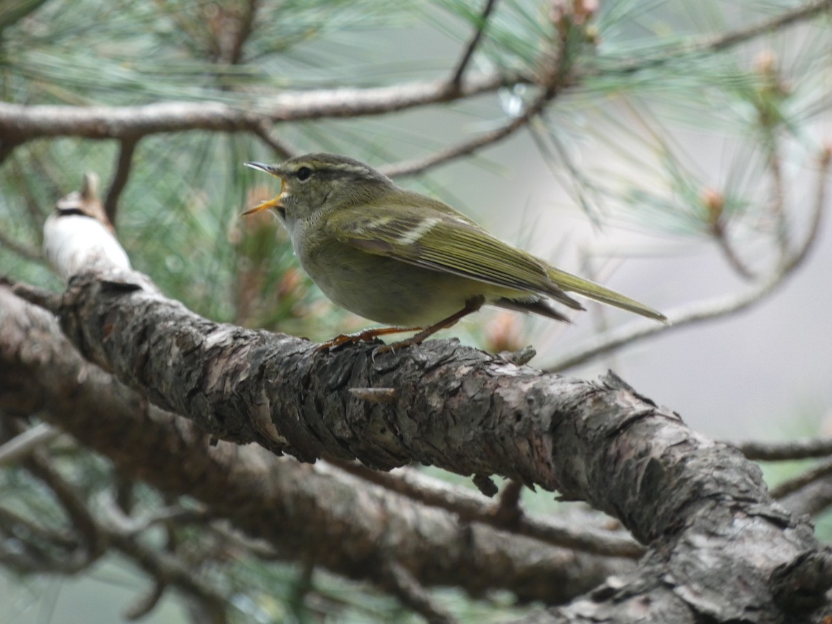 Hume's Warbler - ML618407985