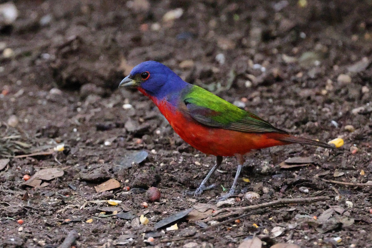 Painted Bunting - ML618407997