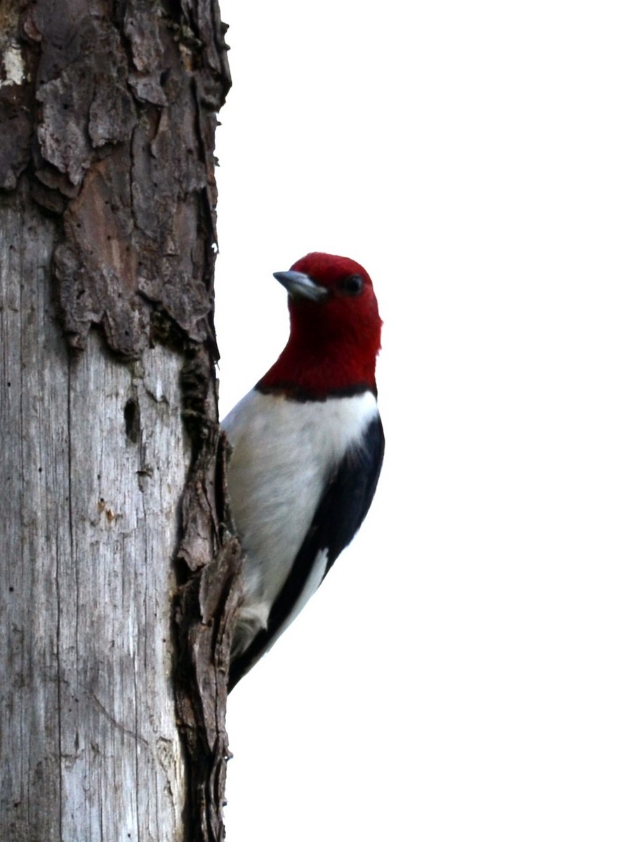 Red-headed Woodpecker - ML618408004