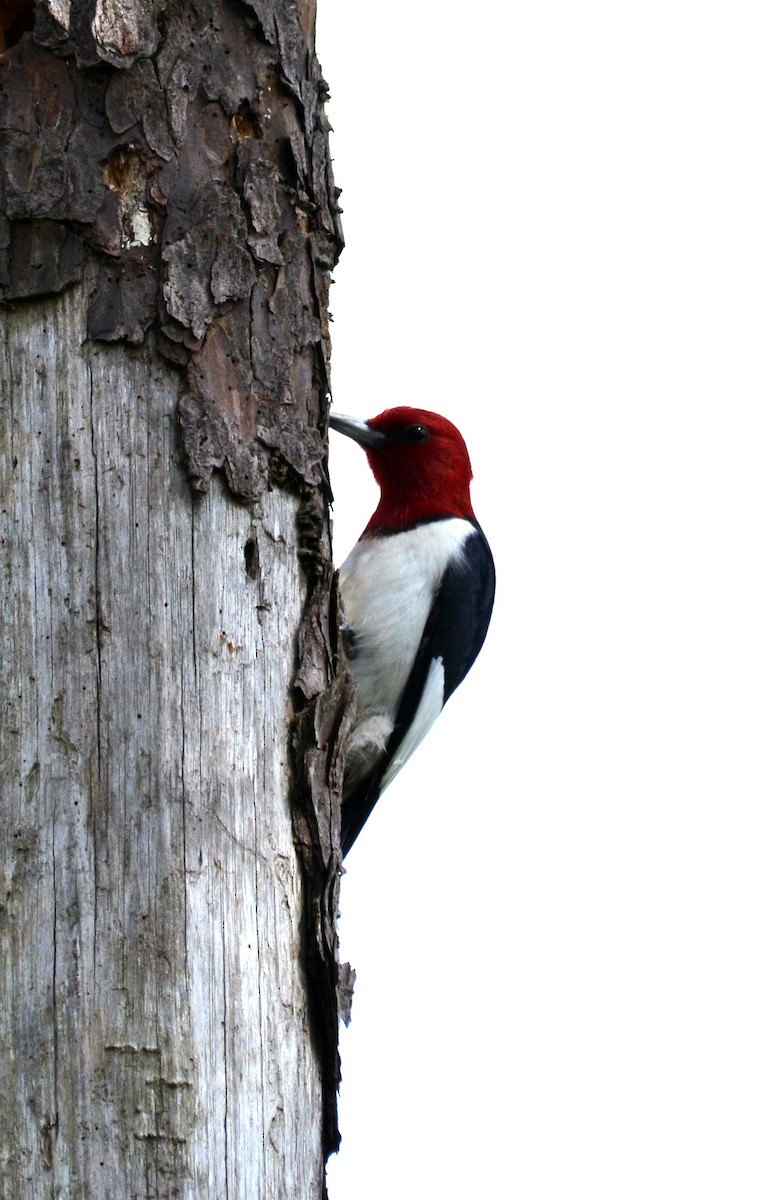 Red-headed Woodpecker - ML618408008