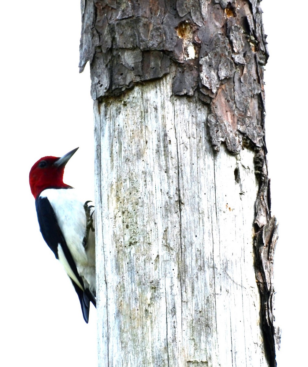 Red-headed Woodpecker - ML618408009