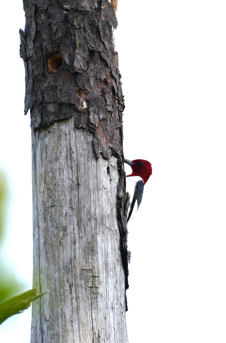 Red-headed Woodpecker - ML618408010