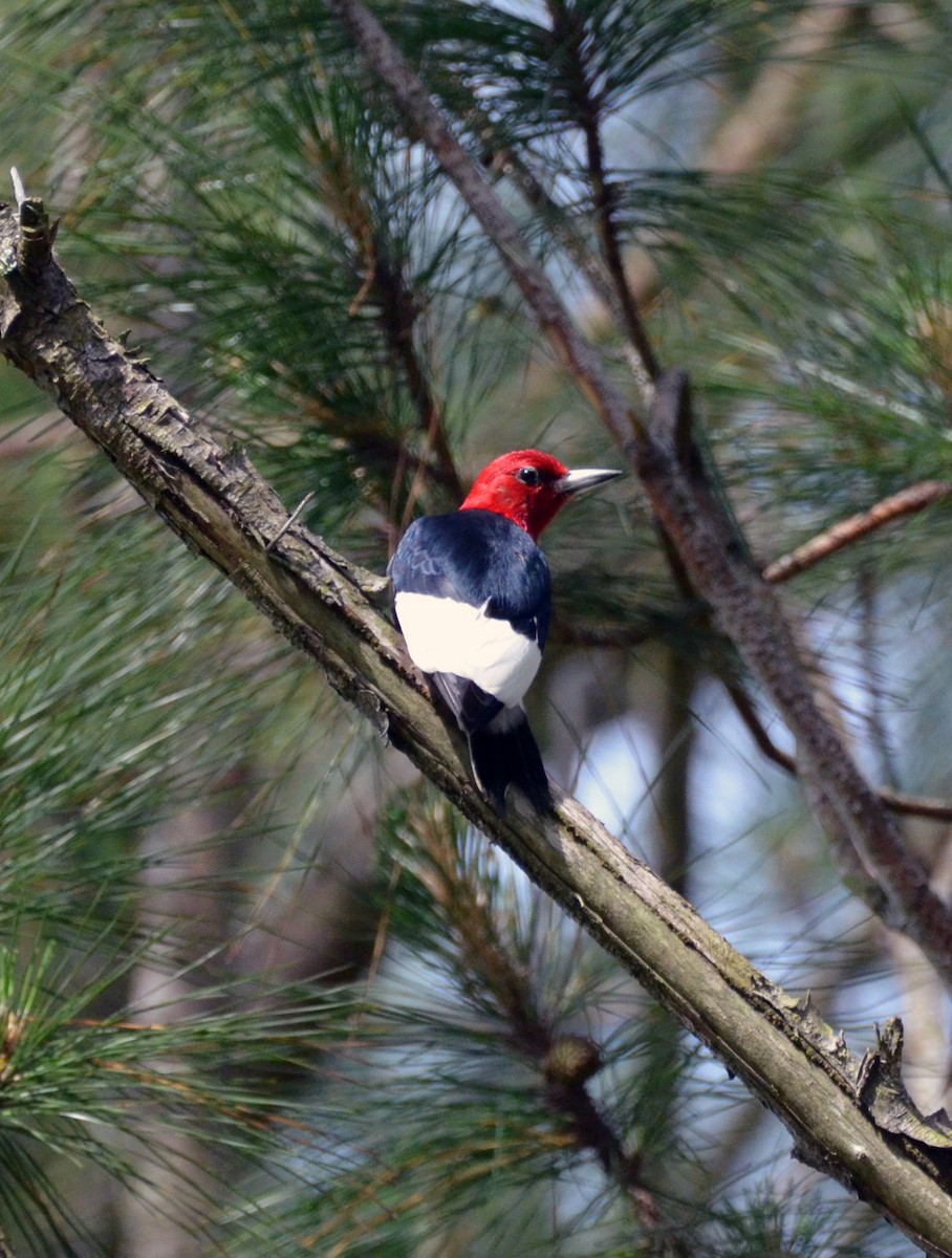 Red-headed Woodpecker - Andrea Freeman