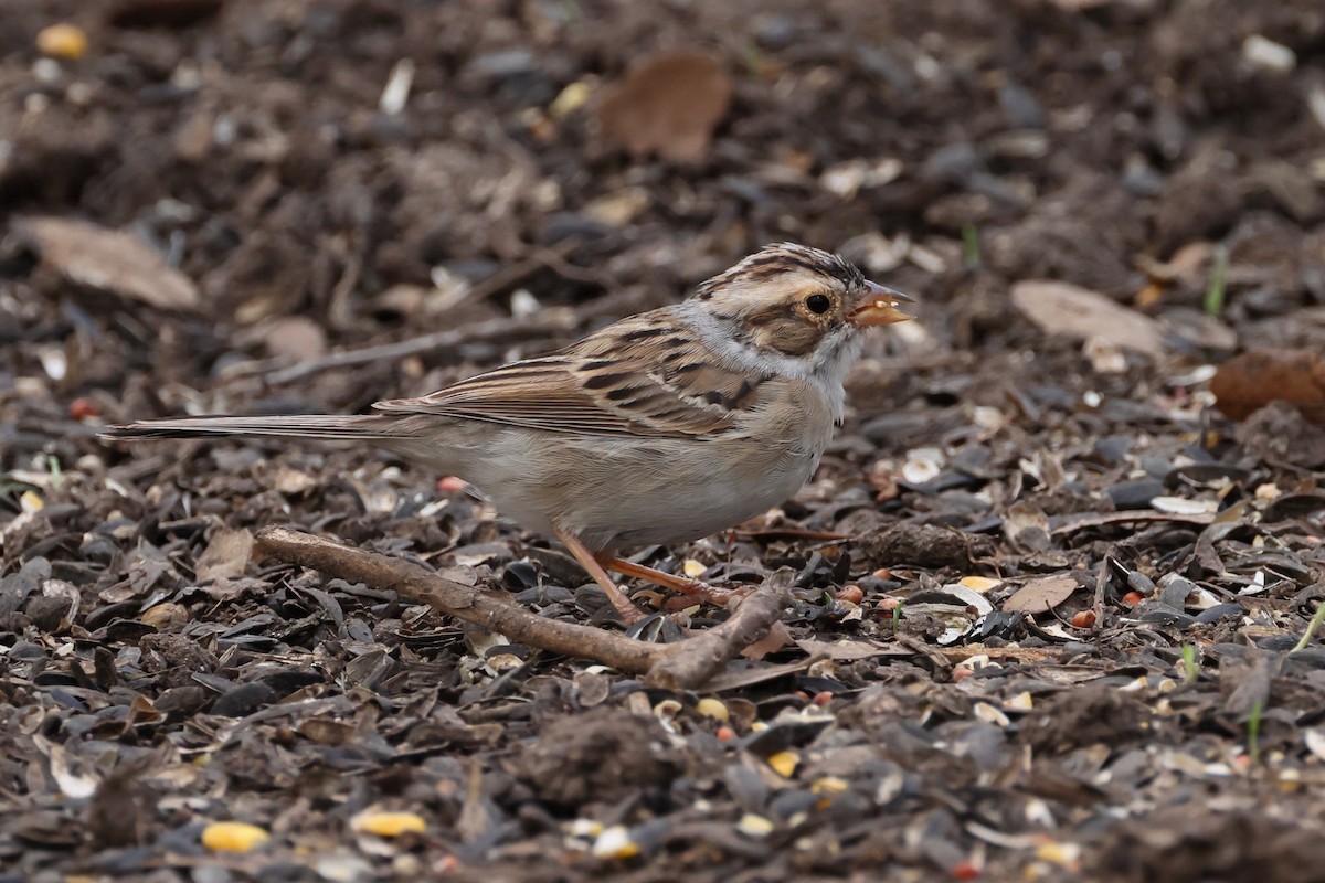 Clay-colored Sparrow - ML618408051