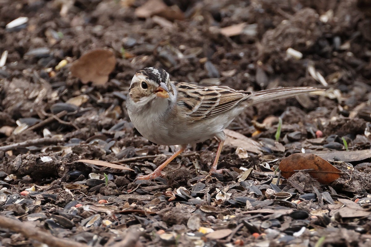 Clay-colored Sparrow - ML618408053