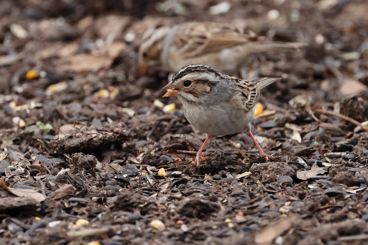 Clay-colored Sparrow - ML618408060