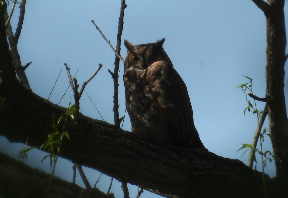 Great Horned Owl - ML618408069