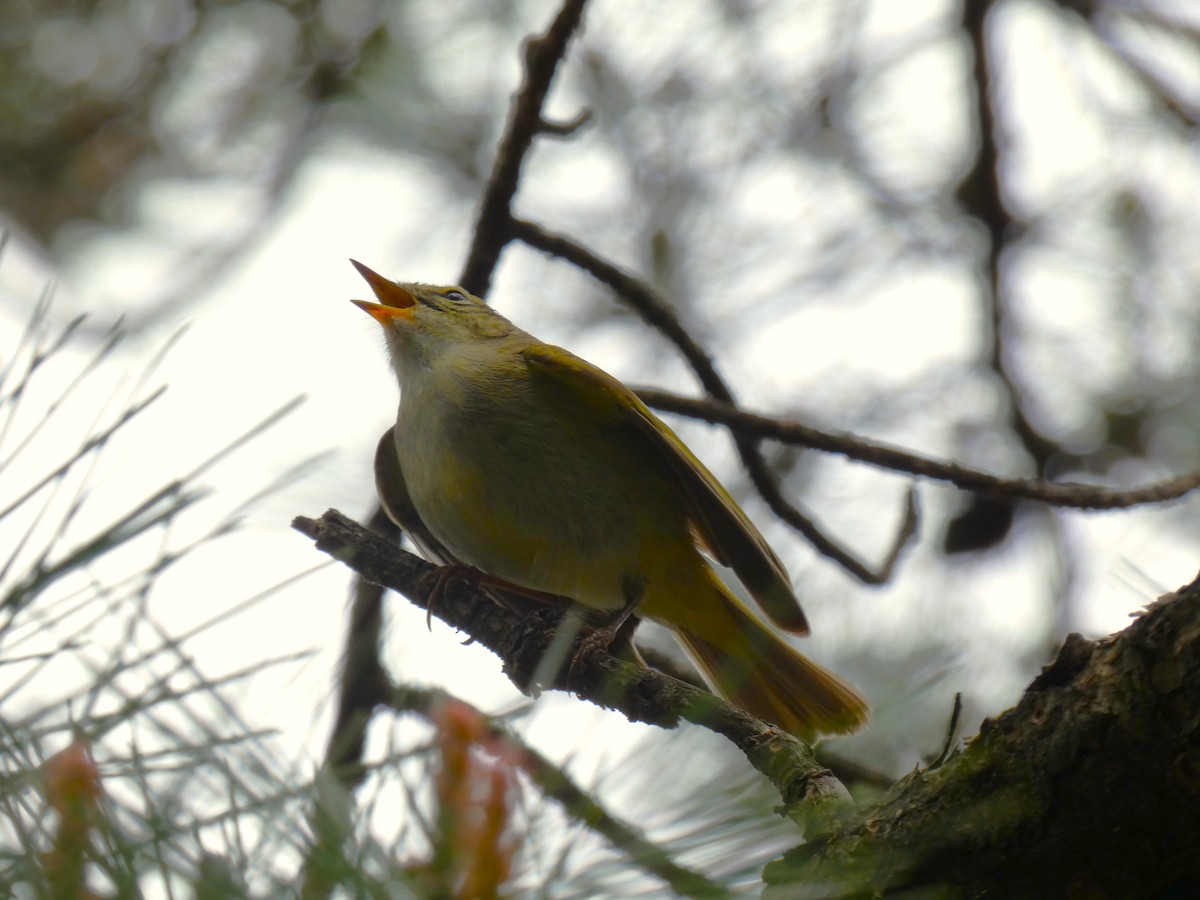Hume's Warbler - ML618408070