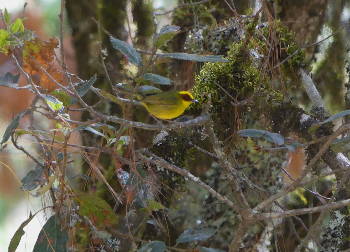Golden-browed Warbler - Peter Kavouras