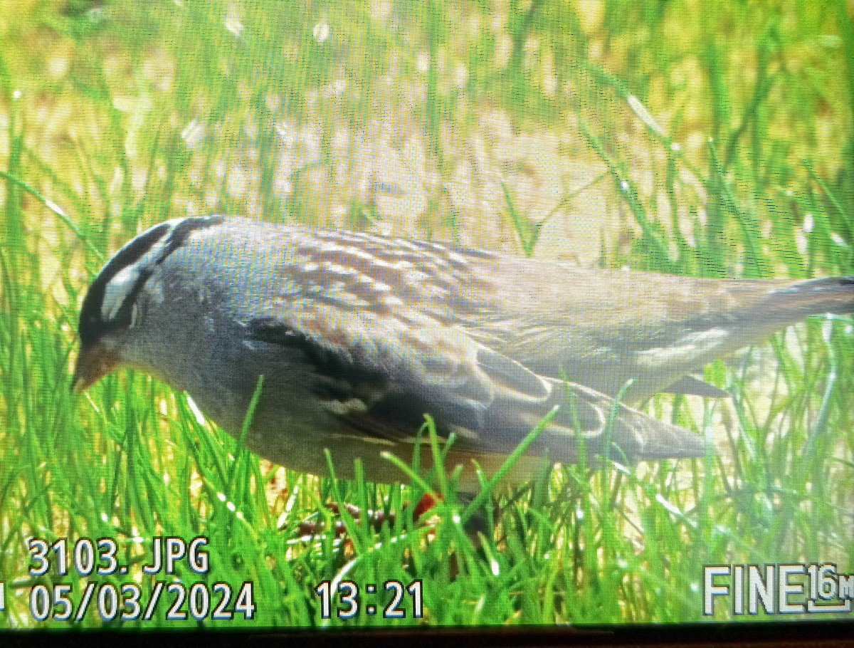 White-crowned Sparrow - ML618408087