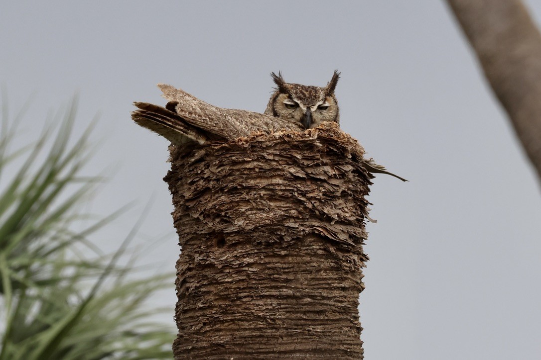 Great Horned Owl - ML618408092