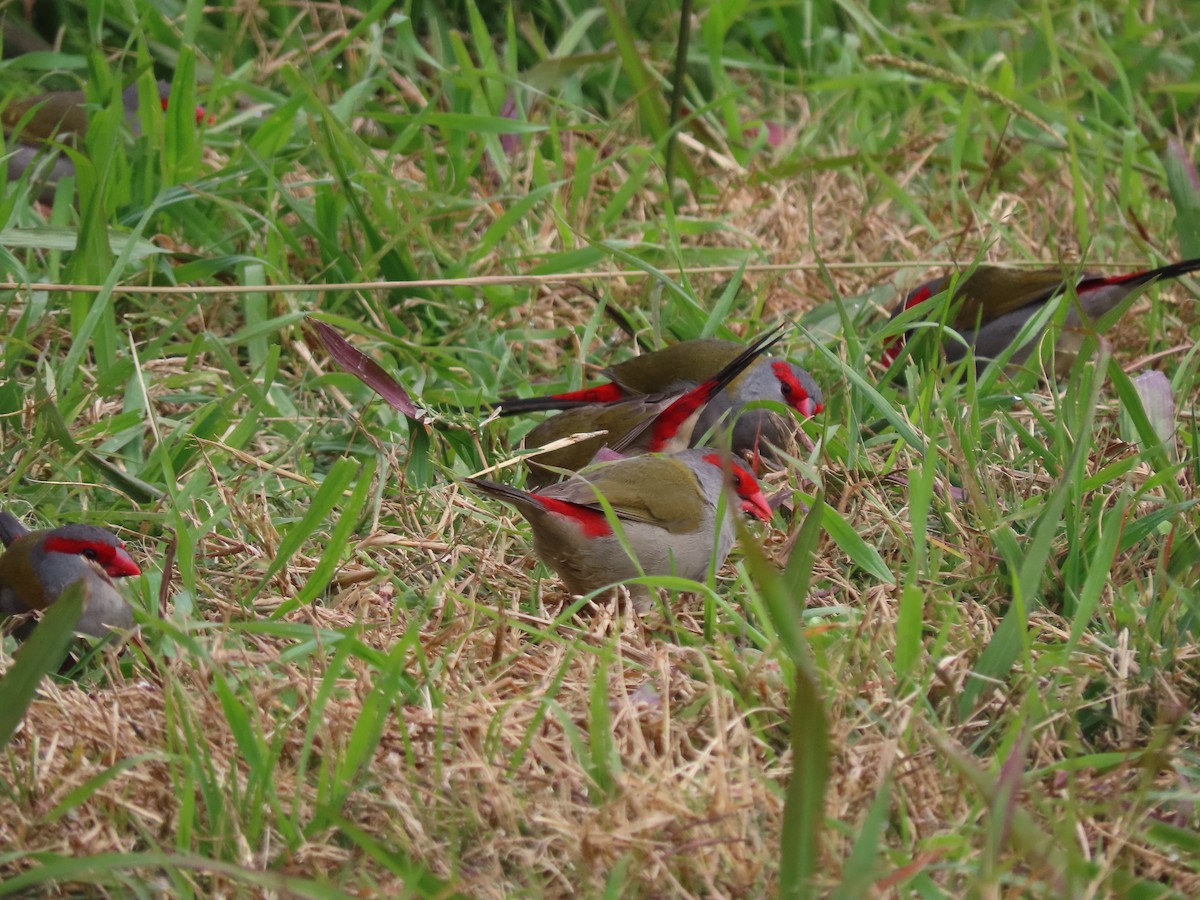 Red-browed Firetail - ML618408136